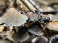 Coprinopsis atramentaria