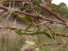 Sphodromantis viridis