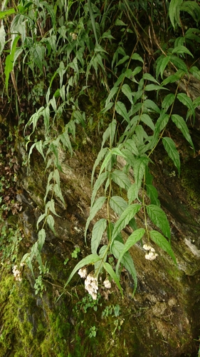 Eupatorium tripartitum iNat (1)
