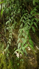Eupatorium chinense tozanense