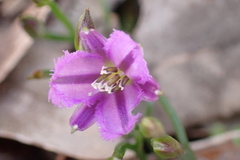 Thysanotus