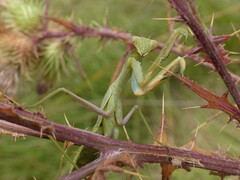 Sphodromantis viridis