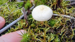 Cystoderma