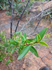 Colliguaja odorifera