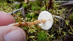 Cystoderma
