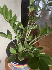 Zamioculcas