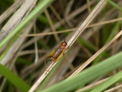Trigonidium cicindeloides