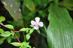 Melastomeae