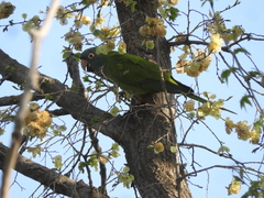 Thectocercus acuticaudatus