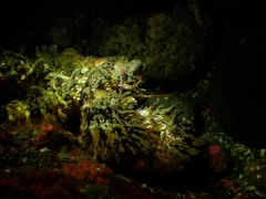 Phyllolithodes papillosus