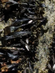 Coelopidae