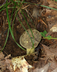 Retiboletus