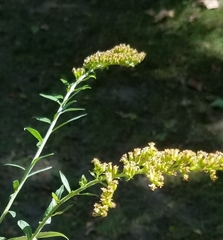 Coleosporium solidaginis