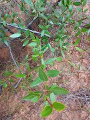 Colliguaja odorifera