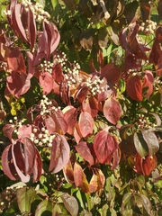 Euphorbia cotinifolia