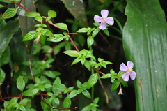 Melastomeae