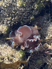 Hydatina physis