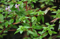 Melastomeae