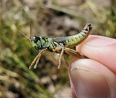 Phoetaliotes nebrascensis