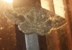 Frederickia s-signata