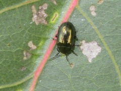 Phratora laticollis