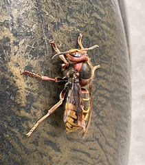 Vespa crabro