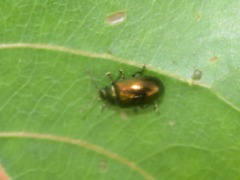 Phratora laticollis
