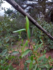 Colliguaja odorifera