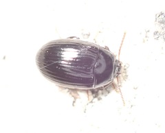 Platydema