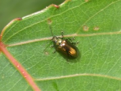 Phratora laticollis