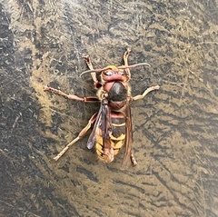 Vespa crabro