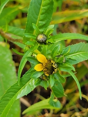 Bidens cernua
