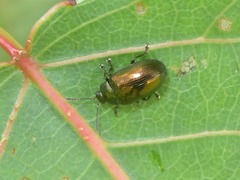 Phratora laticollis