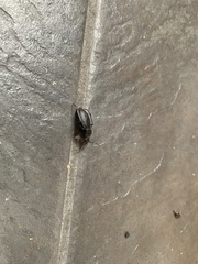 Carabus problematicus