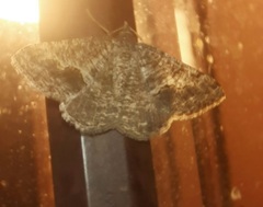 Frederickia s-signata