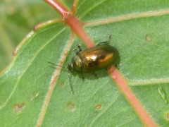 Phratora laticollis