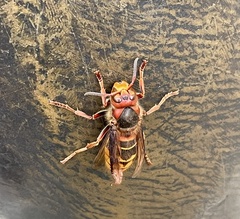 Vespa crabro