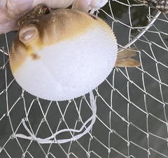 Sphoeroides maculatus