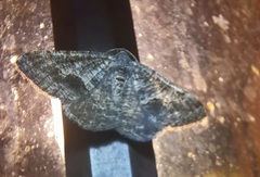 Frederickia s-signata