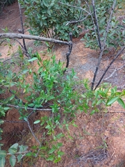 Colliguaja odorifera