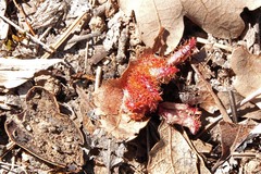 Andricus crystallinus