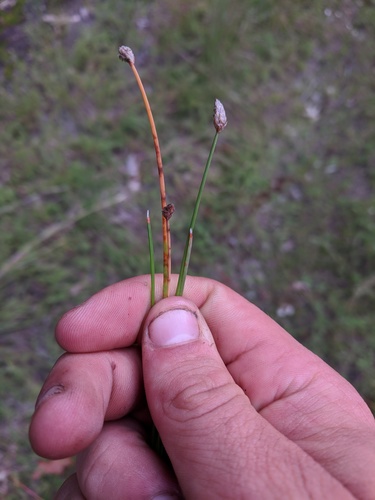 blackfruit spikerush (Eleocharis melanocarpa)
