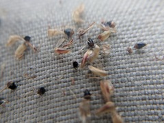 Eleocharis melanocarpa