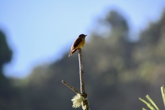 Muscicapa ferruginea