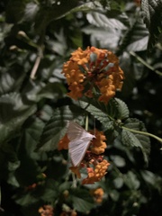 Diaphania costata