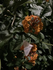 Diaphania costata