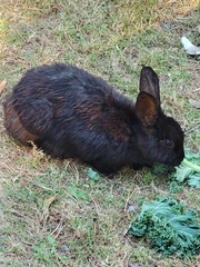Oryctolagus cuniculus