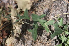 Calystegia occidentalis