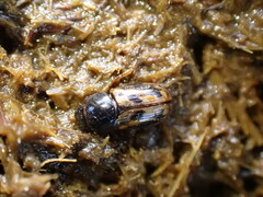 Chilothorax distinctus