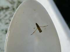 Anisops assimilis